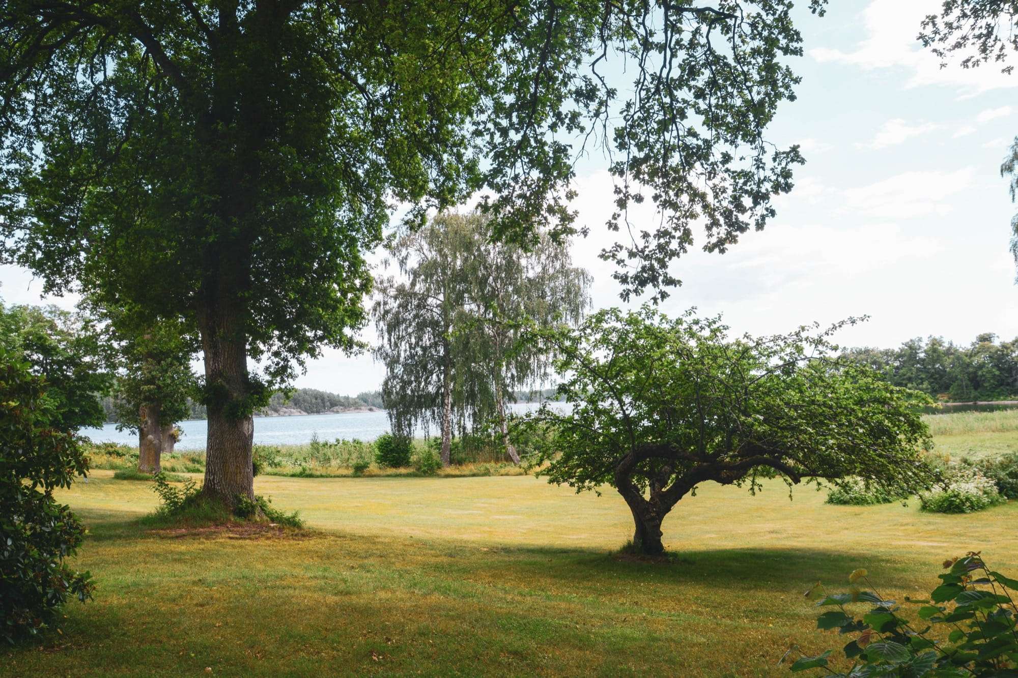 Ek och ett lågt vidkronigt träd i parken, där gläntan öppnar sig mot sjön.