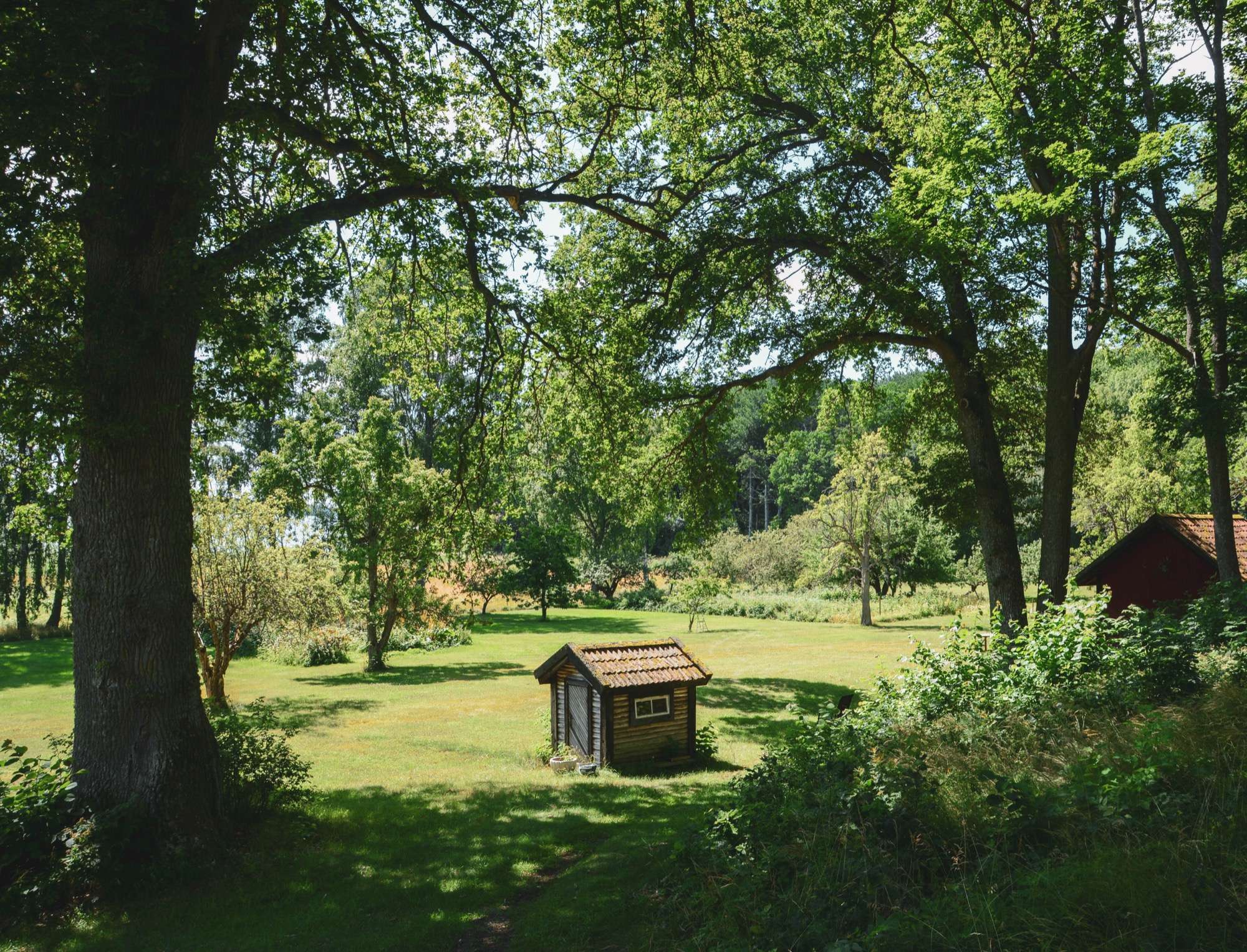 Parken med gräsytan under stora ekar, ett litet timrat hus mitt på gräset och en röd länga i kanten.